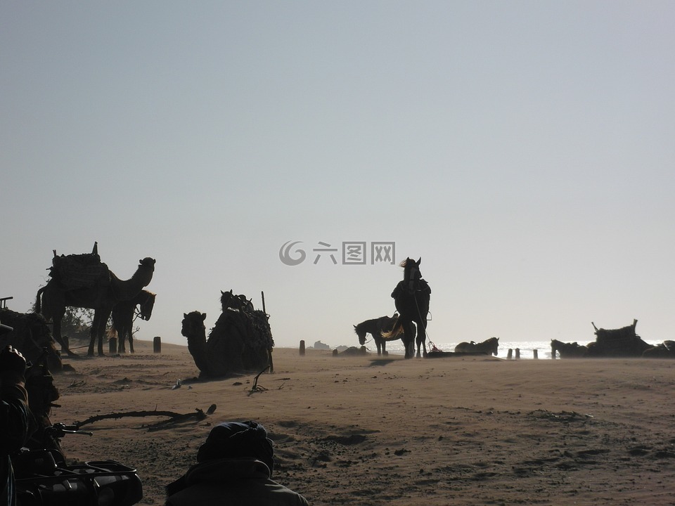 駱駝,馬,海灘