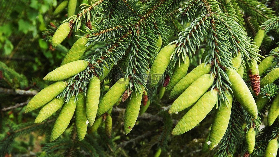 植物區(qū)系,針,落葉松針
