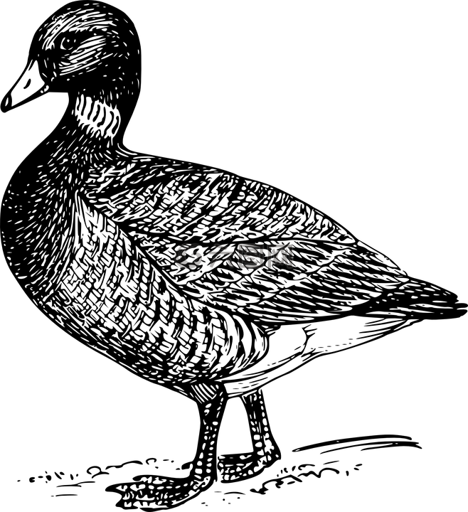 鴨,鳧,鳥(niǎo)