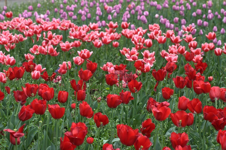 郁金香,鮮花,耗材