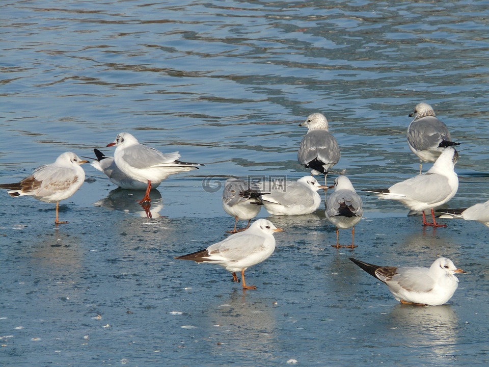海鷗,鳥類,waser