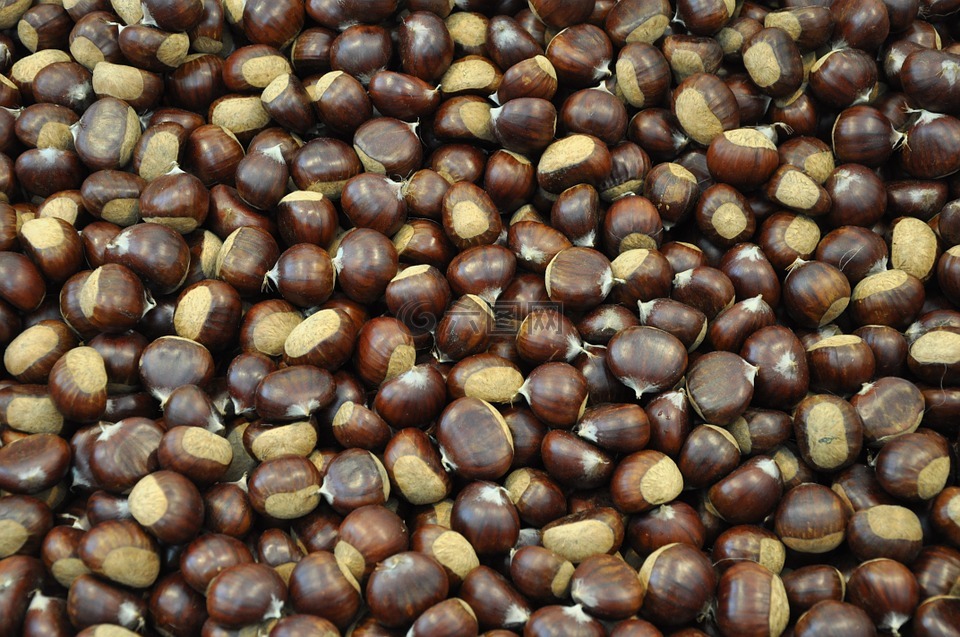 marroni,板栗