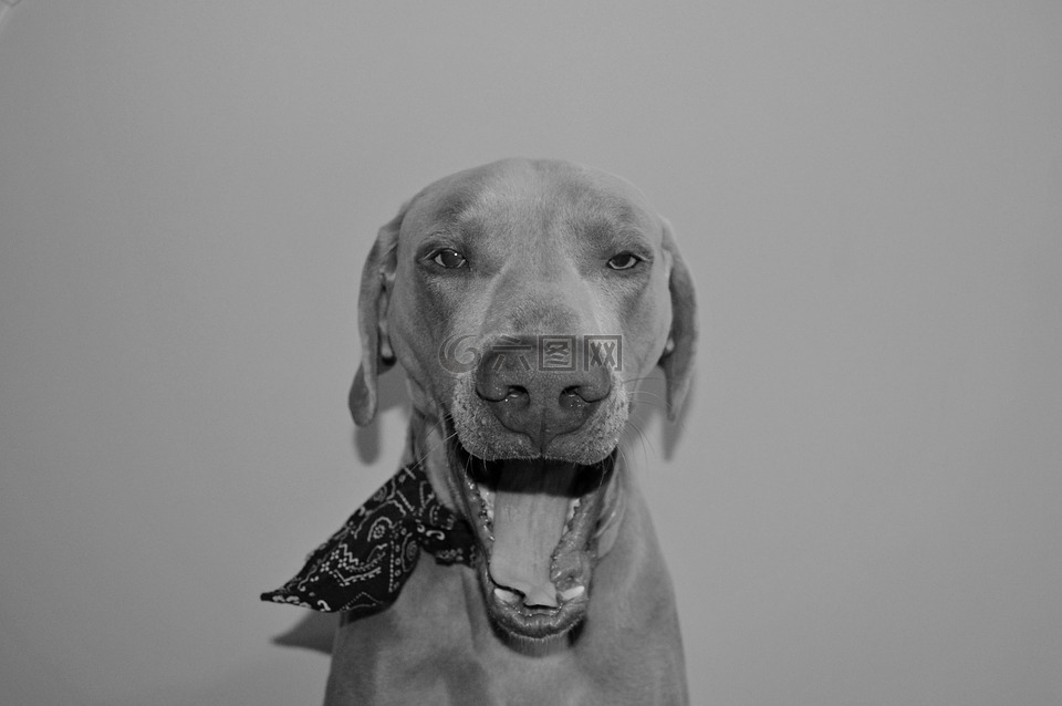 狗,肖像,犬