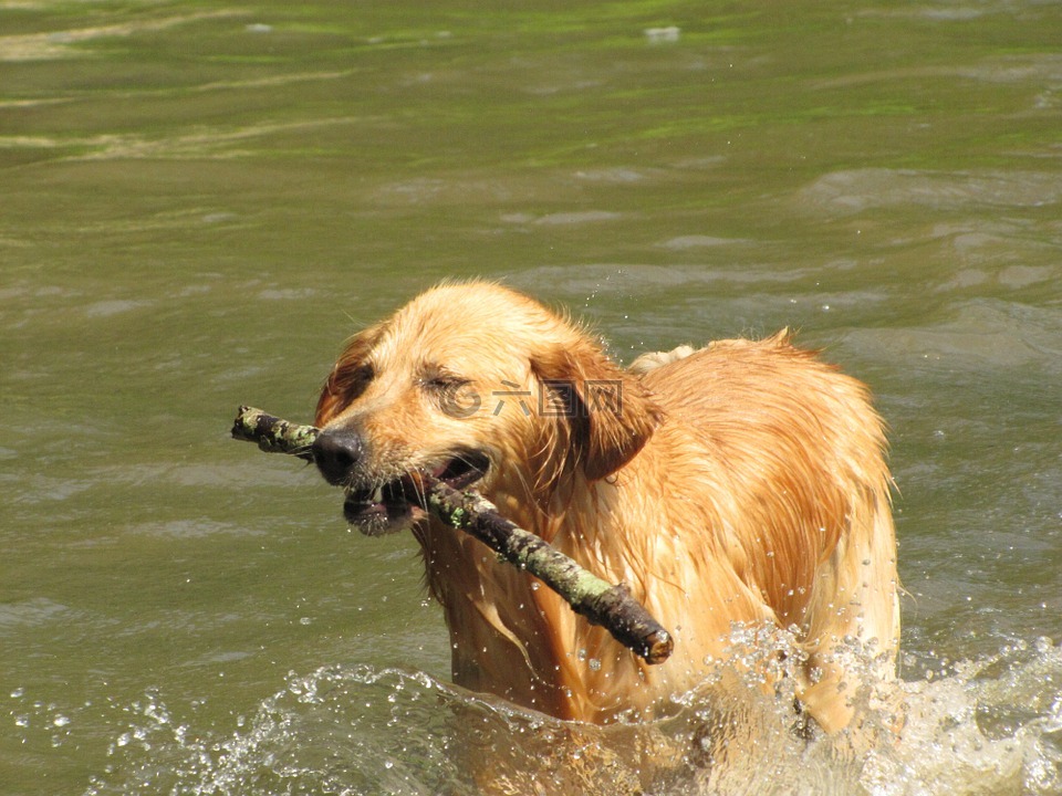 金,retreiver,狗