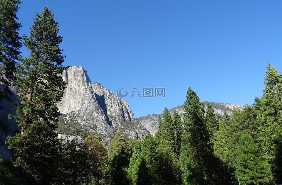 谷,植被,香杉