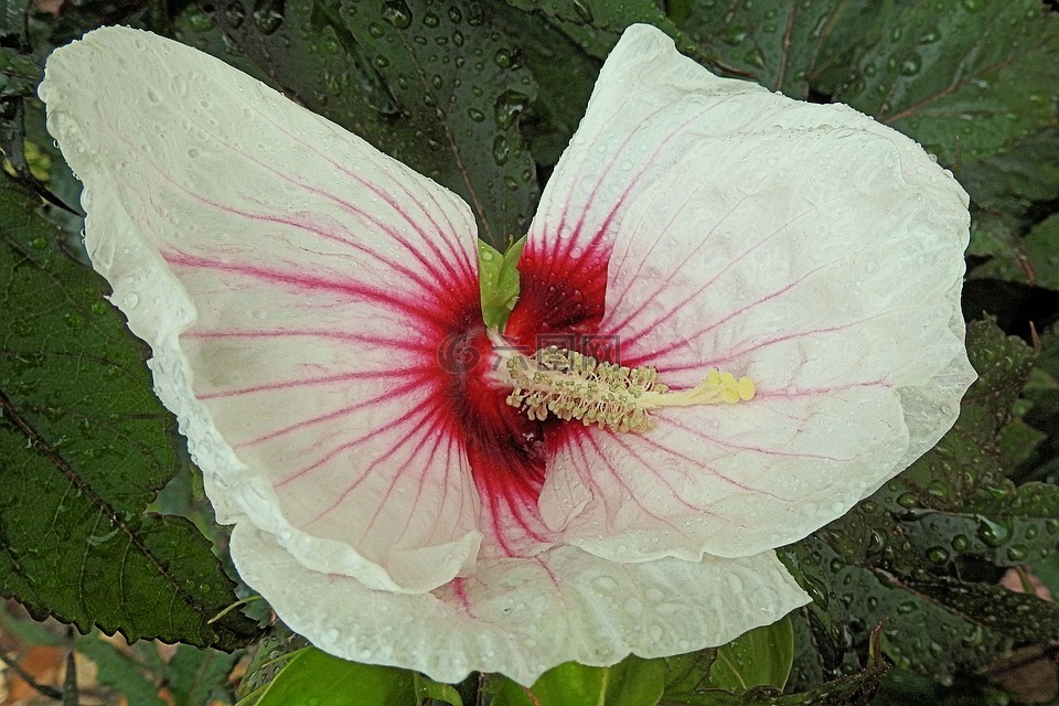 巨型芙蓉,雨滴,芙蓉