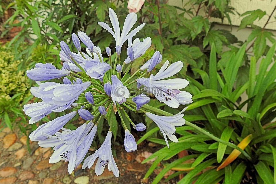 阿加帕桑索斯,雨滴,開花