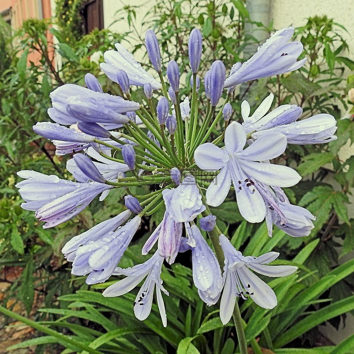 阿加帕桑索斯,雨滴,開花
