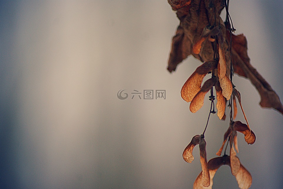 楓,樹,種子