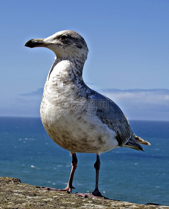 海鷗,鳥,自然
