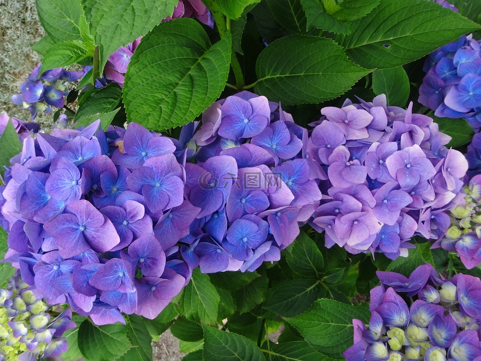 绣球花,蓝色,紫