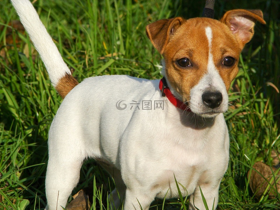 狗,杰克羅素梗犬,小狗
