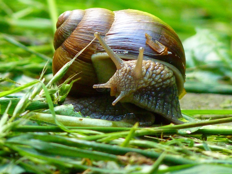 蝸牛,weinberschnecke,殼