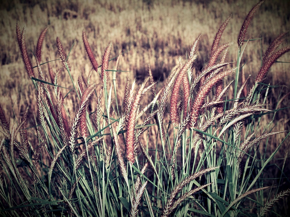 秋,模糊,平靜