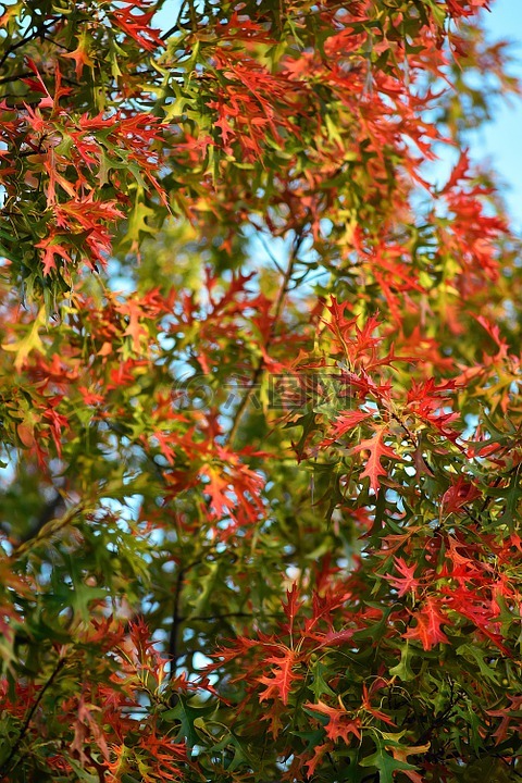秋天樹(shù)葉背景,十月,感恩