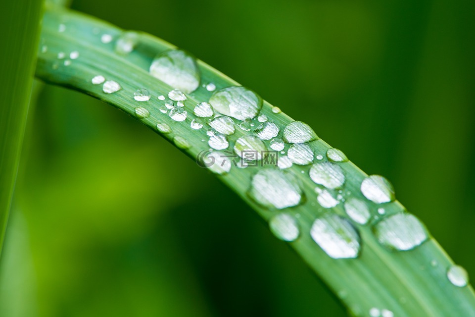 植物,露水,自然