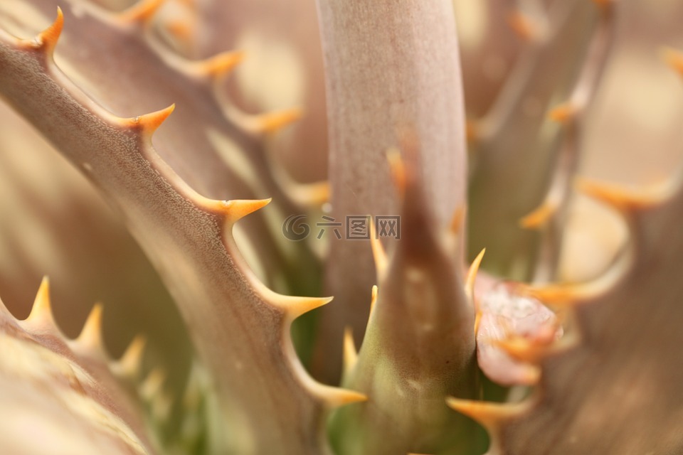 多汁,植物,綠色