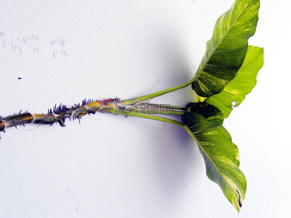 墻,攀緣植物,藤蔓