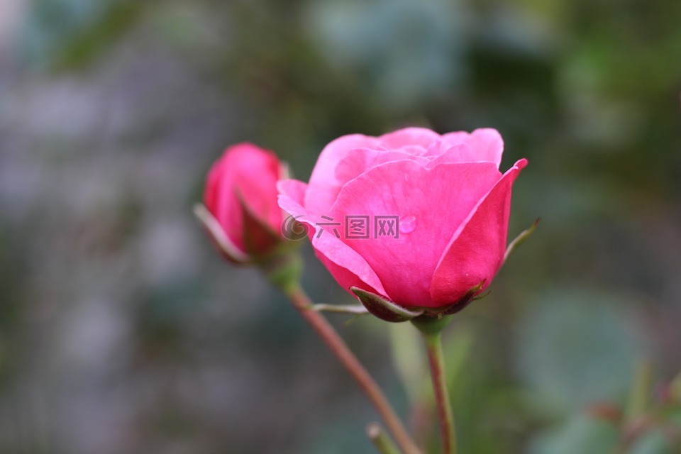 玫瑰,芽,花