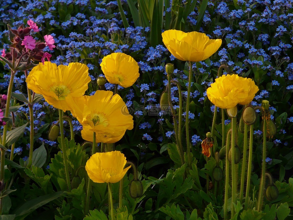 冰岛罂粟,花,开花