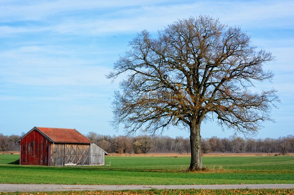 景觀,chiemgau,樹
