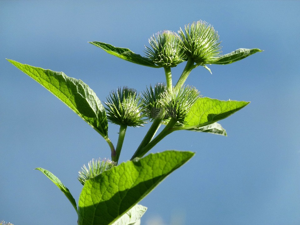 牛蒡,野花,野生植物