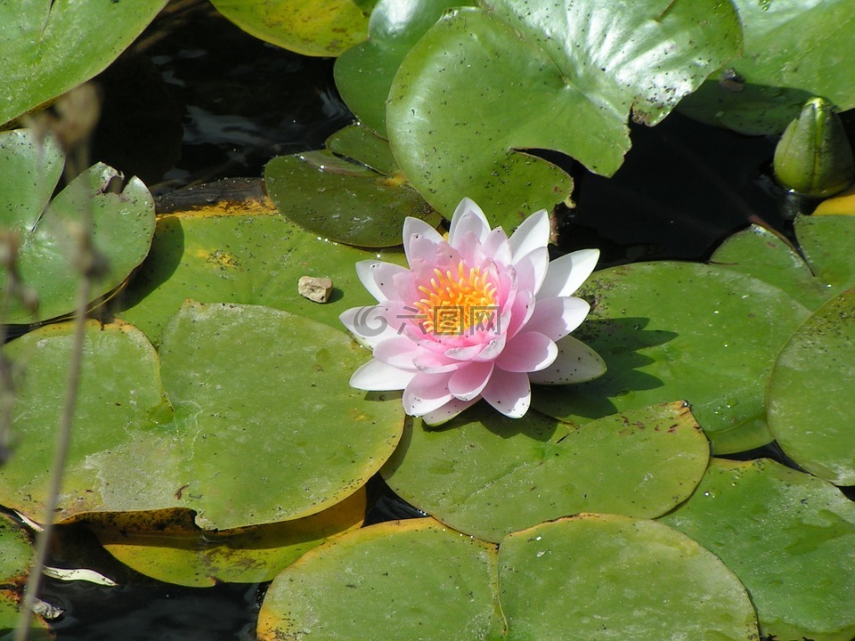 花,莲花,水生