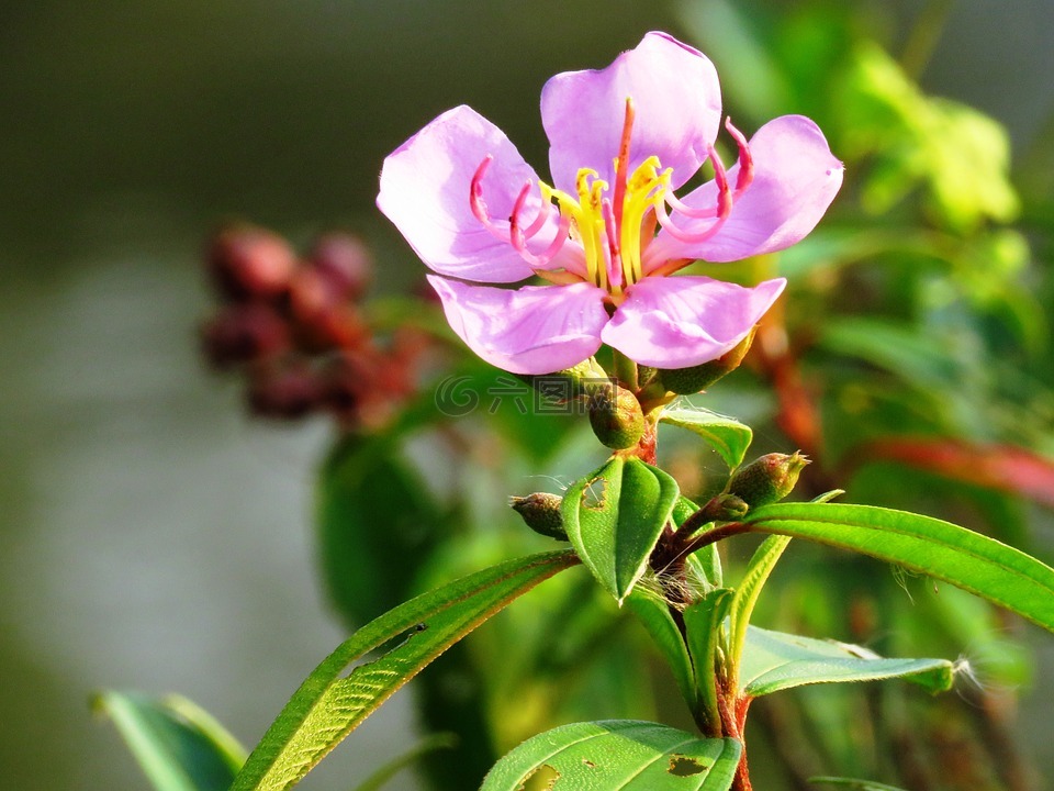 花,新鮮,關(guān)閉了