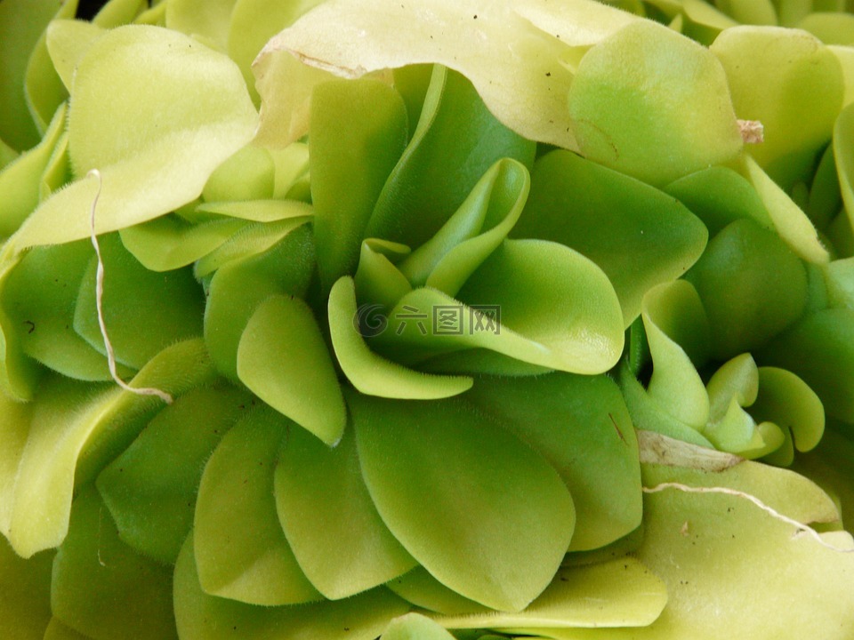 butterwort,墨蘭,肉食動(dòng)物