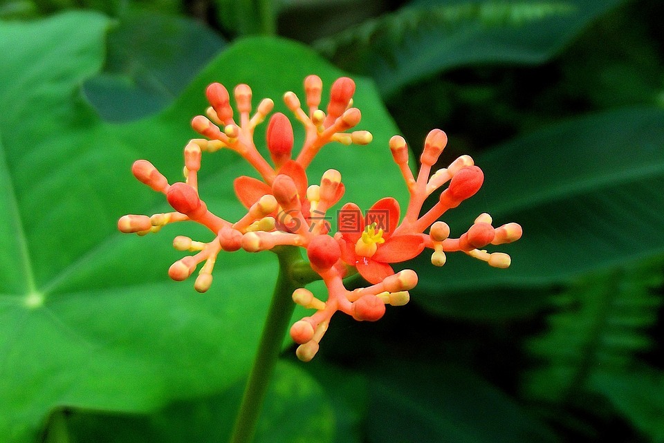 花園,鮮花,pajé 典當(dāng)
