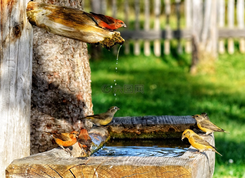 crossbills,斜颈,雀科