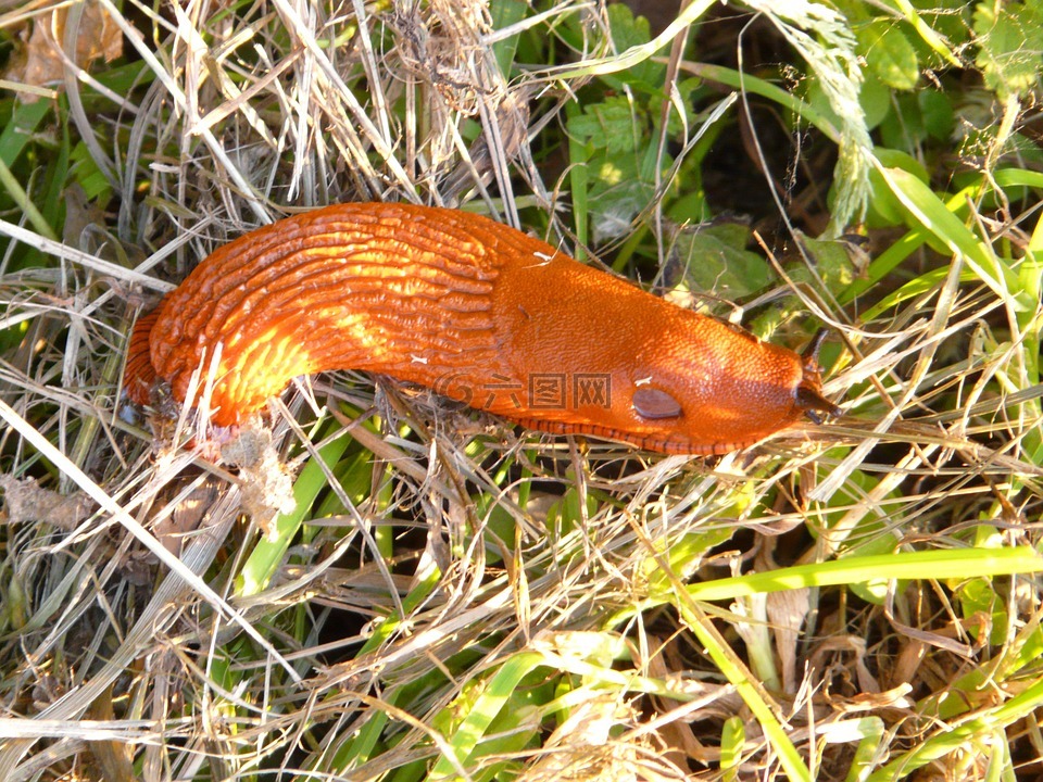 蜗牛,红色 wegschnecke,阿里翁鲁弗斯