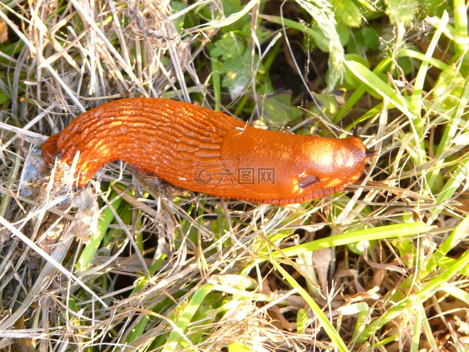 蜗牛,红色 wegschnecke,阿里翁鲁弗斯