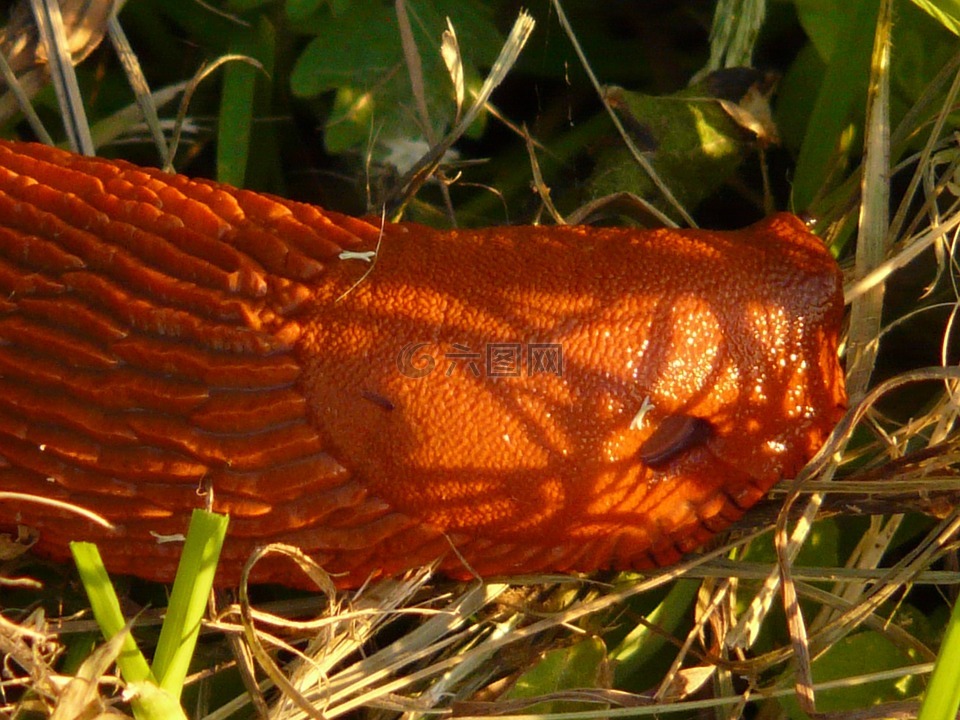 蜗牛,红色 wegschnecke,阿里翁鲁弗斯