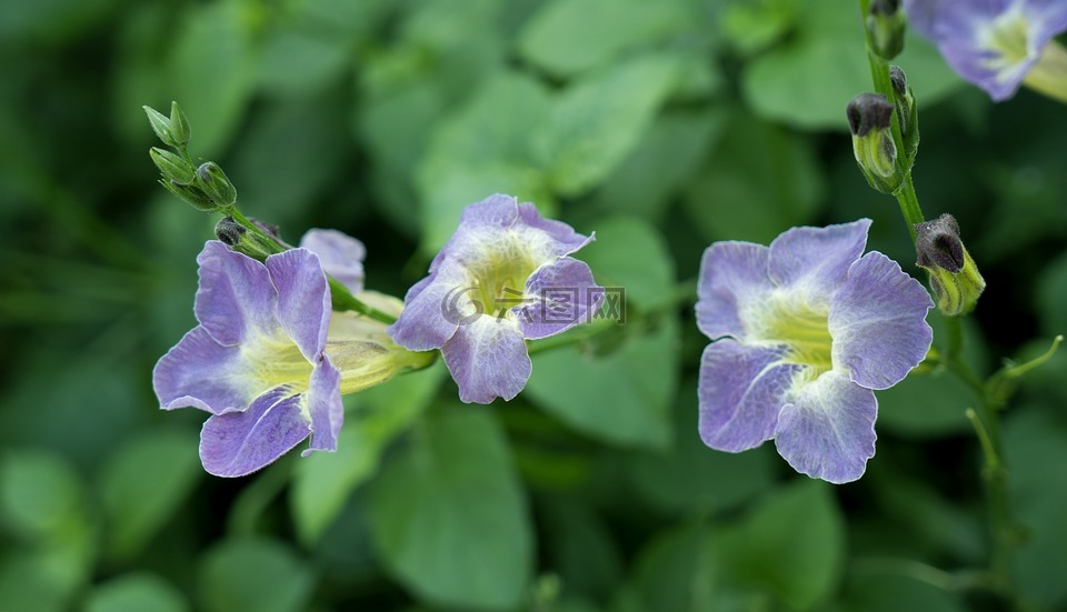 天性,棉蔬菜,收縮，日本