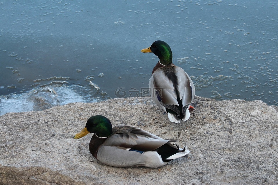 動物區(qū)系,野生鳥類,野鴨