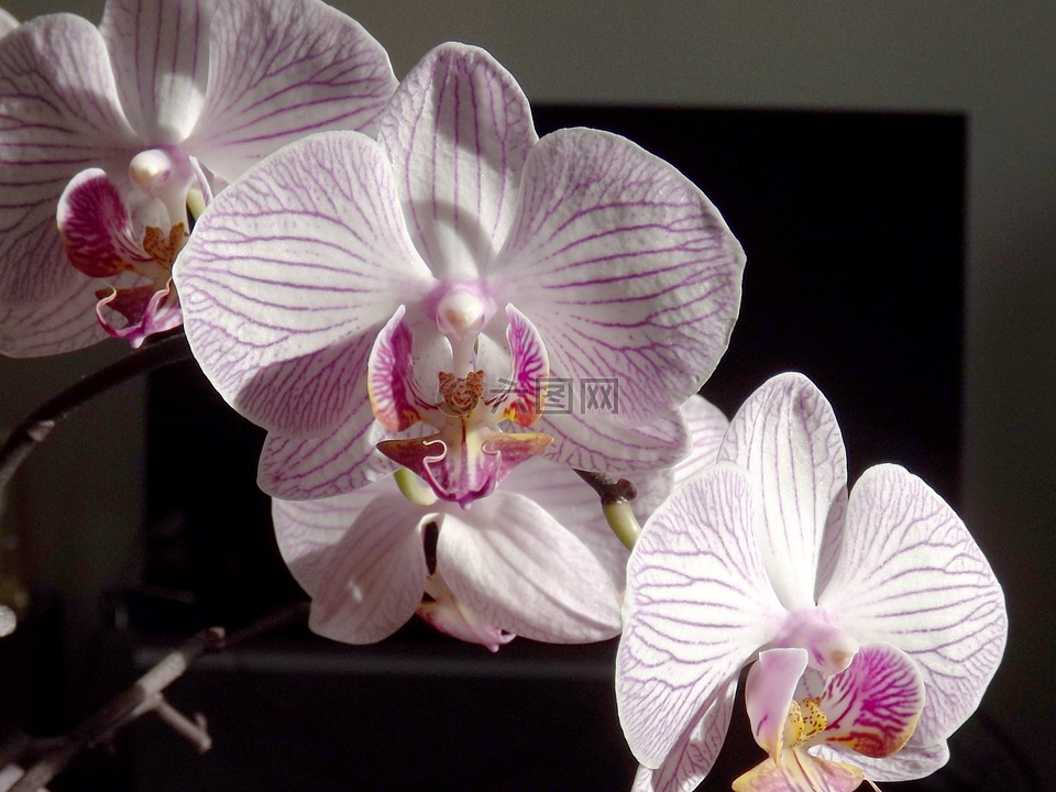 蘭花,蝴蝶蘭,白