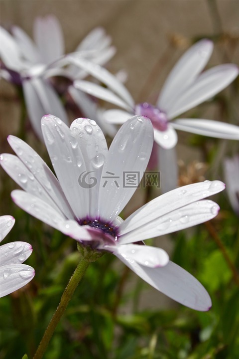 花,雛菊,鮮花