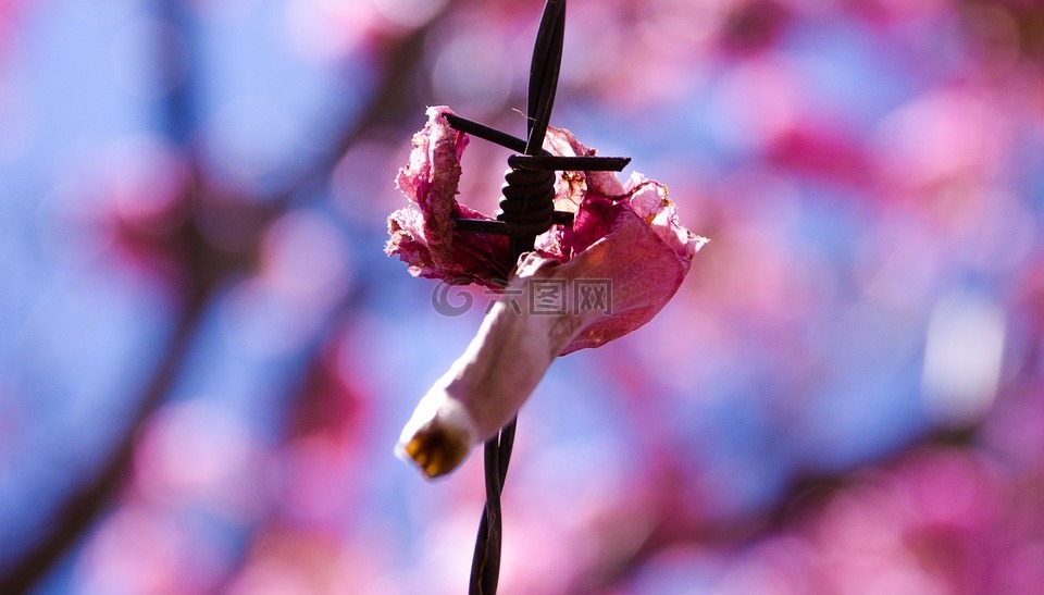 鐵絲網(wǎng),花卉,羅莎