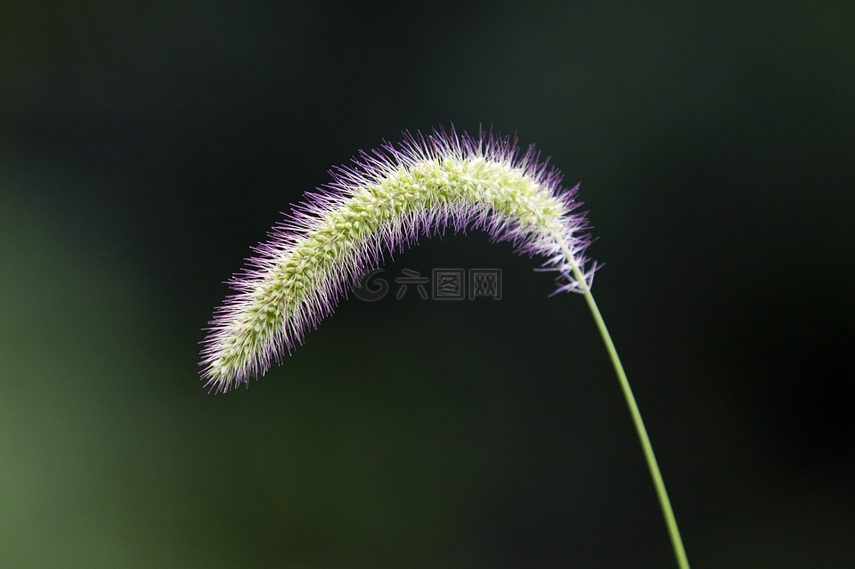 谷子,大自然,池