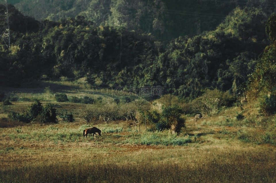 lanscape,山,国家