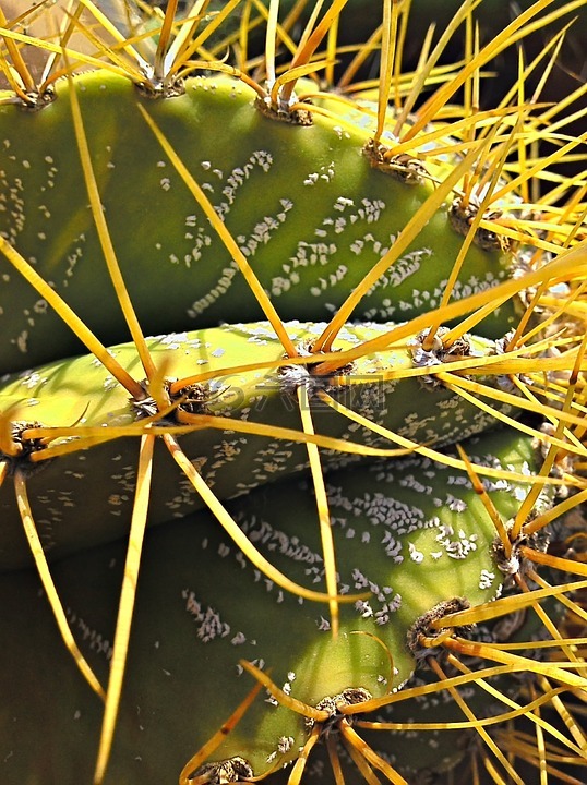 仙人掌,植物,綠色