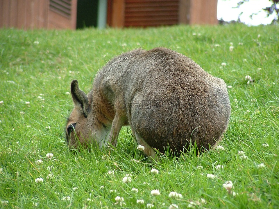 馬拉,動(dòng)物園,哺乳動(dòng)物