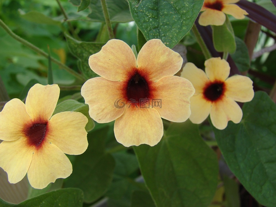 thunbergia,薯,西班牙語