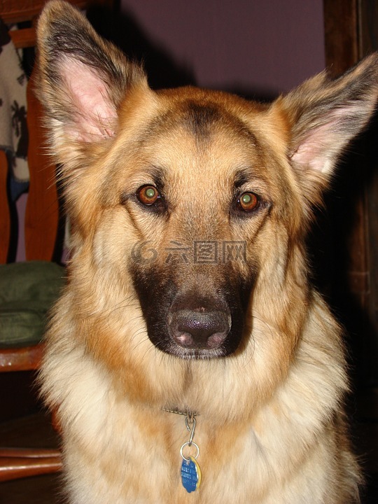 德國牧羊犬,狗,寵物