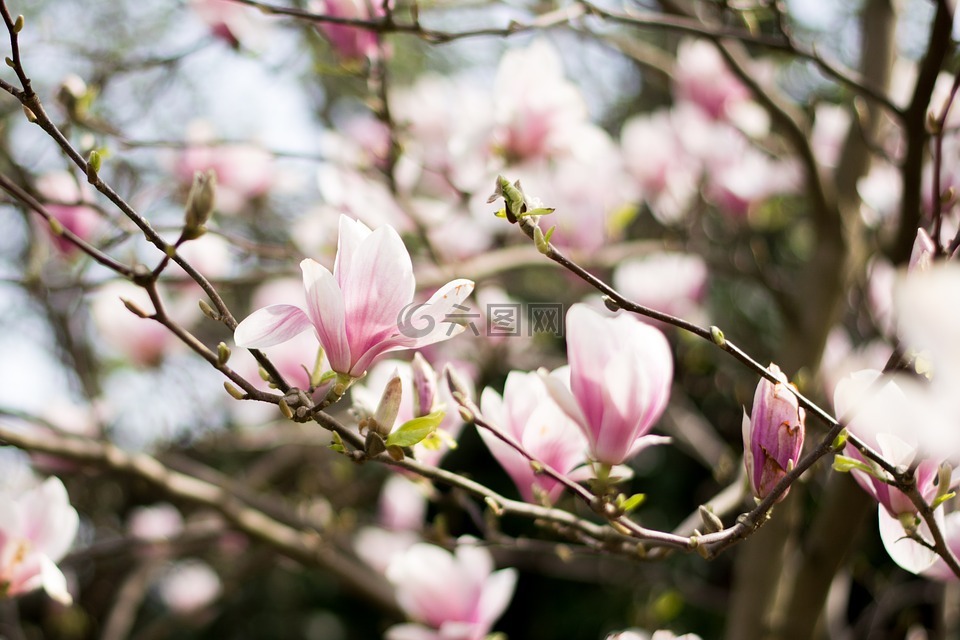 白玉蘭,玉蘭樹,鮮花