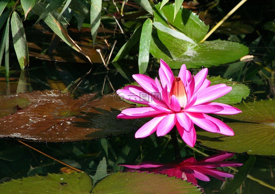 水百合,花,粉红色