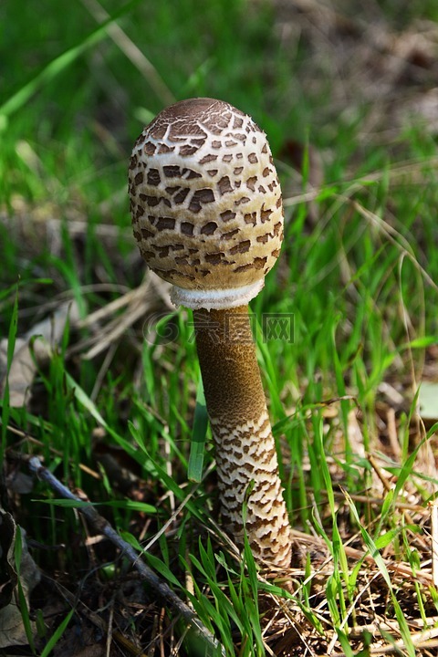 巨型 schirmling,macrolepiota,蘑菇