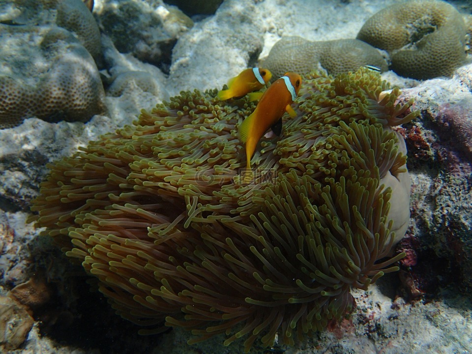 ?？~,魚,水下
