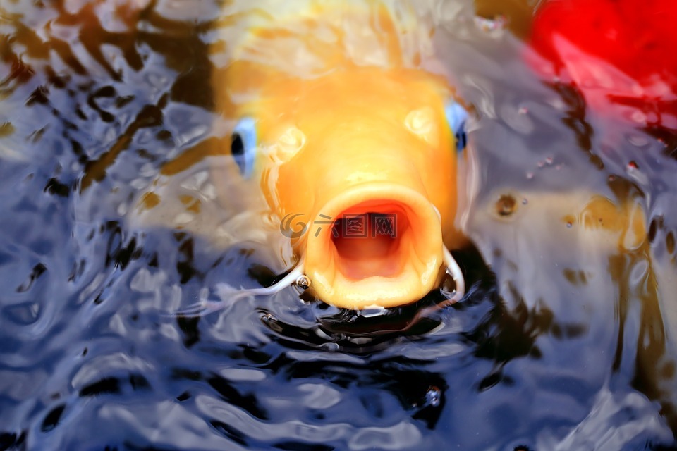 魚,錦鯉,水
